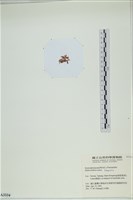 登錄號:A00003334藏品圖，第3張