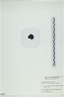 登錄號:A00003335藏品圖，第3張