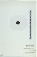 登錄號:A00003336藏品圖，第3張