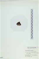 登錄號:A00003337藏品圖，第3張