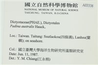 南方團扇藻藏品圖，第2張