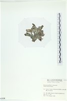 南方團扇藻藏品圖，第3張