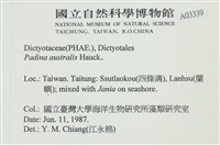 南方團扇藻藏品圖，第2張