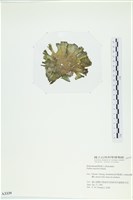 南方團扇藻藏品圖，第3張