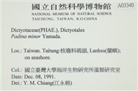 小團扇藻藏品圖，第2張