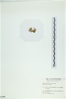 小團扇藻藏品圖，第3張