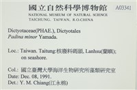 小團扇藻藏品圖，第2張