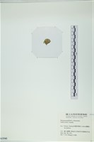 小團扇藻藏品圖，第3張