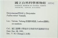 小團扇藻藏品圖，第2張