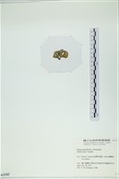 小團扇藻藏品圖，第3張