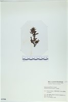 登錄號:A00003346藏品圖，第3張