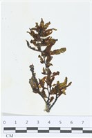 登錄號:A00003346藏品圖，第1張
