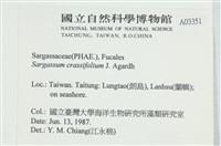 厚葉馬尾藻藏品圖，第2張
