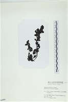 厚葉馬尾藻藏品圖，第3張