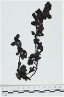 厚葉馬尾藻藏品圖，第1張