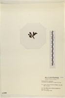 登錄號:A00003400藏品圖，第3張