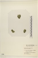 登錄號:A00003404藏品圖，第3張
