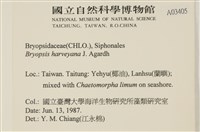 偏列羽藻藏品圖，第2張