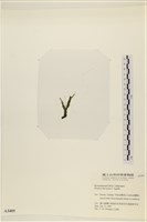 偏列羽藻藏品圖，第3張