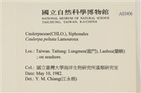 盾葉蕨藻藏品圖，第2張