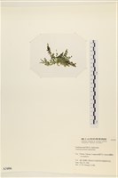 盾葉蕨藻藏品圖，第3張