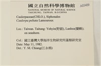 盾葉蕨藻藏品圖，第2張