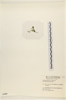 盾葉蕨藻藏品圖，第1張