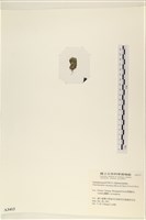 登錄號:A00003413藏品圖，第3張