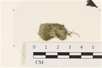 登錄號:A00003413藏品圖，第1張