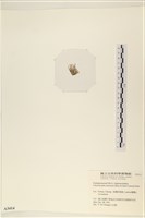 登錄號:A00003414藏品圖，第3張