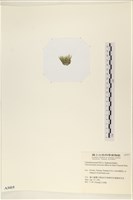 登錄號:A00003415藏品圖，第3張