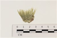 登錄號:A00003415藏品圖，第1張