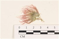 登錄號:A00003416藏品圖，第1張