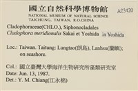 伸展剛毛藻藏品圖，第2張