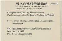 伸展剛毛藻藏品圖，第2張