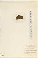 伸展剛毛藻藏品圖，第3張