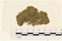 伸展剛毛藻藏品圖，第1張