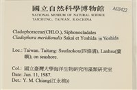 伸展剛毛藻藏品圖，第2張