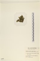 伸展剛毛藻藏品圖，第3張