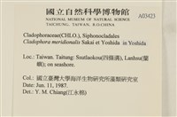 伸展剛毛藻藏品圖，第2張