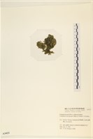 伸展剛毛藻藏品圖，第3張