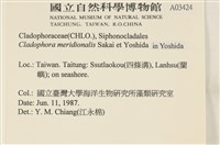 伸展剛毛藻藏品圖，第2張