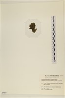 伸展剛毛藻藏品圖，第3張