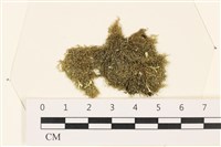 伸展剛毛藻藏品圖，第1張