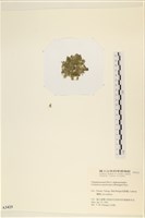 登錄號:A00003425藏品圖，第3張