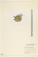 登錄號:A00003429藏品圖，第3張