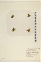 登錄號:A00003430藏品圖，第1張