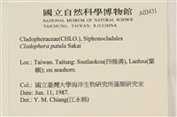 伸展剛毛藻藏品圖，第2張