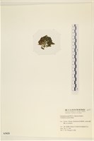 伸展剛毛藻藏品圖，第3張