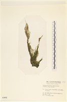 登錄號:A00003432藏品圖，第1張